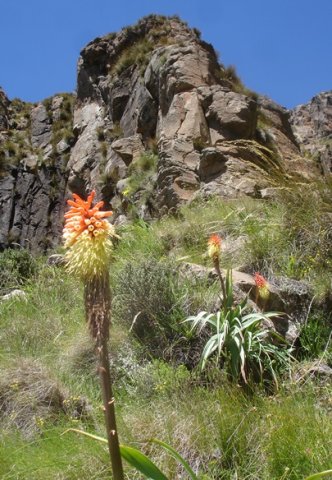 Kniphofia